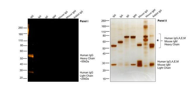 Human IgG (H+L) Cross-Adsorbed Secondary Antibody in Western Blot (WB)