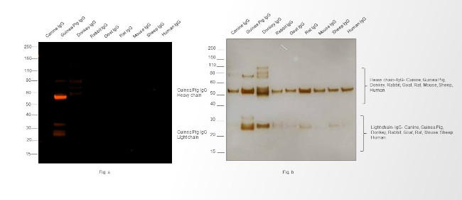 Guinea Pig IgG (H+L) Highly Cross-Adsorbed Secondary Antibody in Western Blot (WB)