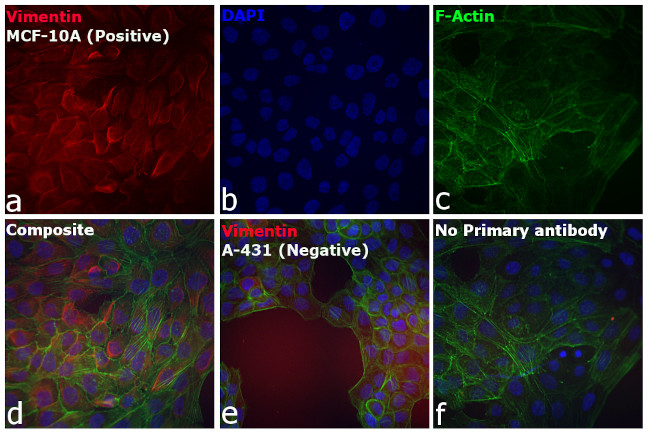 Chicken IgY (H+L) Secondary Antibody in Immunocytochemistry (ICC/IF)