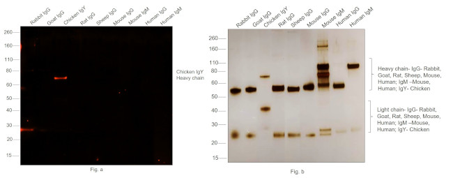 Chicken IgY (H+L) Secondary Antibody in Western Blot (WB)