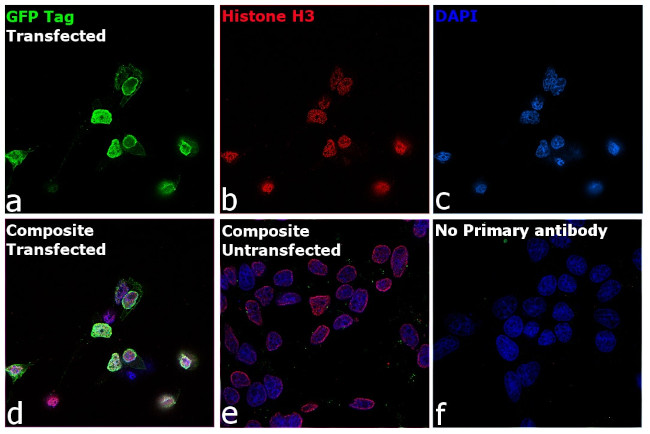 Chicken IgY (H+L) Secondary Antibody in Immunocytochemistry (ICC/IF)