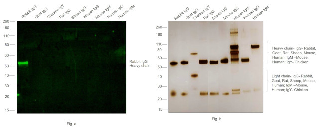 Rabbit IgG (H+L) Cross-Adsorbed Secondary Antibody