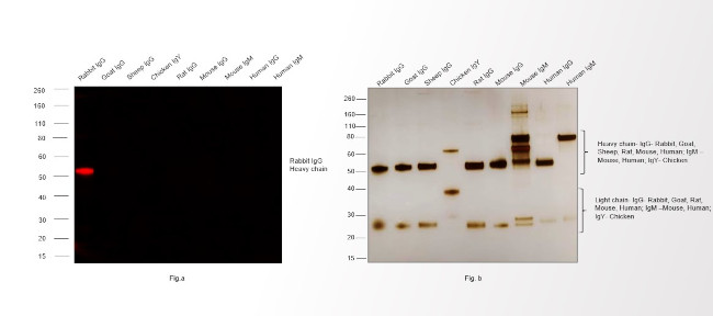 Rabbit IgG (H+L) Cross-Adsorbed Secondary Antibody in Western Blot (WB)