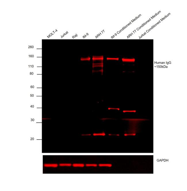 Human IgG (H+L) Cross-Adsorbed Secondary Antibody in Western Blot (WB)