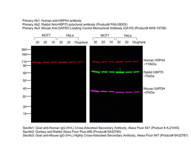 Human IgG (H+L) Cross-Adsorbed Secondary Antibody in Western Blot (WB)