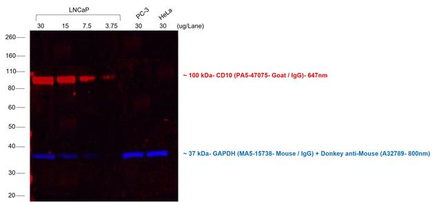 Goat IgG (H+L) Cross-Adsorbed Secondary Antibody in Western Blot (WB)