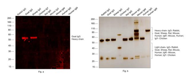 Goat IgG (H+L) Cross-Adsorbed Secondary Antibody in Western Blot (WB)