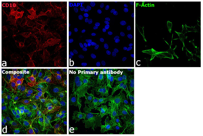 Sheep IgG (H+L) Cross-Adsorbed Secondary Antibody in Immunocytochemistry (ICC/IF)