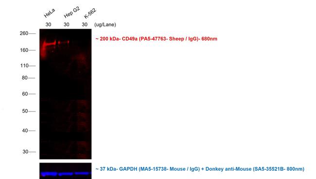 Sheep IgG (H+L) Cross-Adsorbed Secondary Antibody in Western Blot (WB)