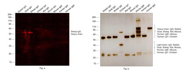 Sheep IgG (H+L) Cross-Adsorbed Secondary Antibody in Western Blot (WB)