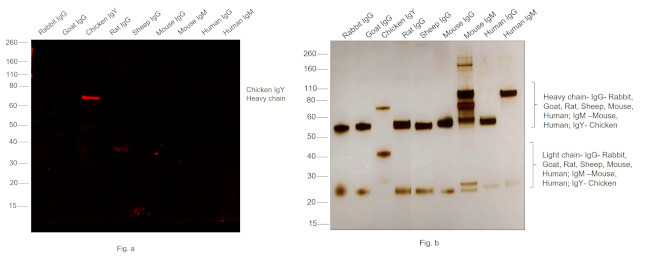 Chicken IgY (H+L) Secondary Antibody