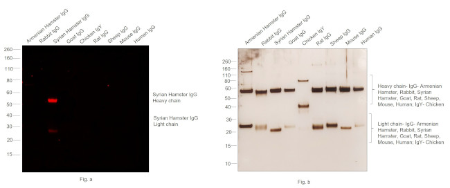 Syrian Hamster IgG (H+L) Cross-Adsorbed Secondary Antibody