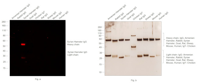 Syrian Hamster IgG (H+L) Cross-Adsorbed Secondary Antibody in Western Blot (WB)