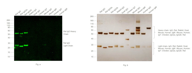 Rat IgG (H+L) Cross-Adsorbed Secondary Antibody in Western Blot (WB)