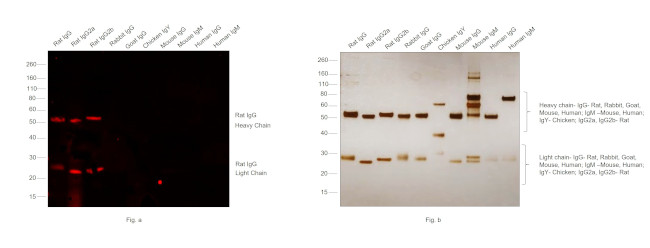 Rat IgG (H+L) Cross-Adsorbed Secondary Antibody in Western Blot (WB)