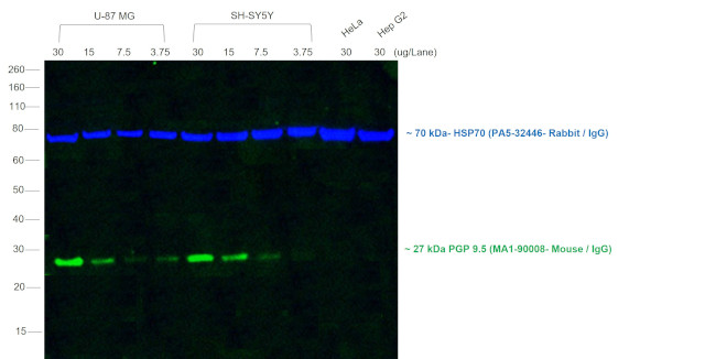 Mouse IgG (H+L) Cross-Adsorbed Secondary Antibody in Western Blot (WB)