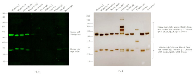 Mouse IgG (H+L) Cross-Adsorbed Secondary Antibody in Western Blot (WB)