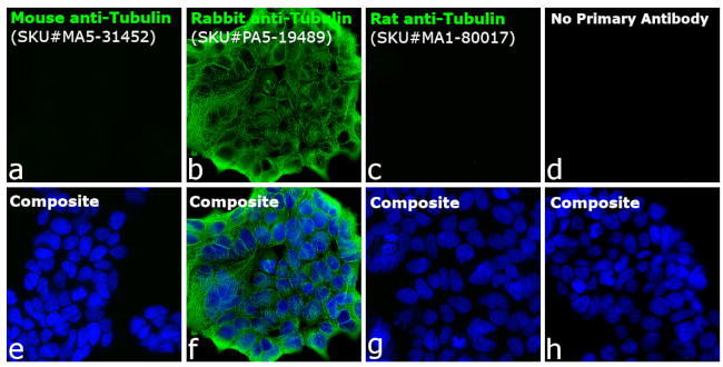 Rabbit IgG (H+L) Cross-Adsorbed Secondary Antibody in Immunocytochemistry (ICC/IF)