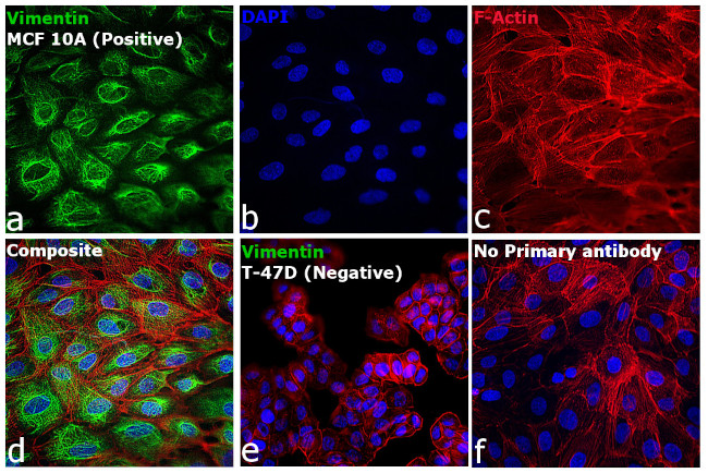 Rabbit IgG (H+L) Cross-Adsorbed Secondary Antibody in Immunocytochemistry (ICC/IF)