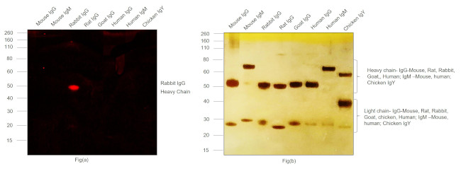 Rabbit IgG (H+L) Cross-Adsorbed Secondary Antibody