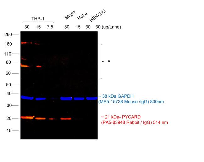 Rabbit IgG (H+L) Cross-Adsorbed Secondary Antibody in Western Blot (WB)