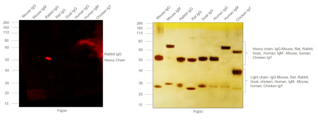 Rabbit IgG (H+L) Highly Cross-Adsorbed Secondary Antibody