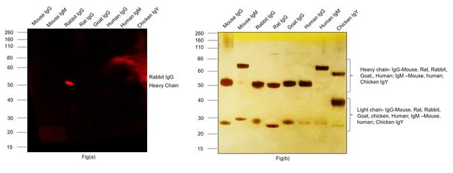 Rabbit IgG (H+L) Highly Cross-Adsorbed Secondary Antibody in Western Blot (WB)