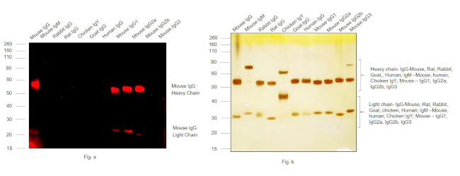 Mouse IgG (H+L) Cross-Adsorbed Secondary Antibody