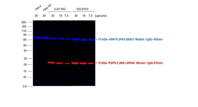 Mouse IgG (H+L) Cross-Adsorbed Secondary Antibody in Western Blot (WB)