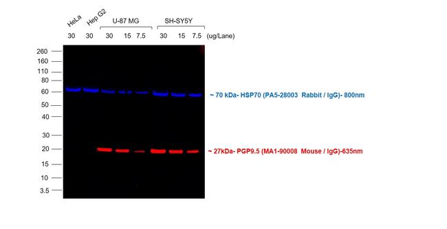 Mouse IgG (H+L) Highly Cross-Adsorbed Secondary Antibody in Western Blot (WB)