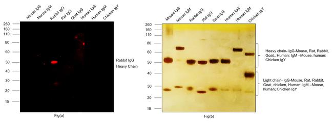 Rabbit IgG (H+L) Cross-Adsorbed Secondary Antibody in Western Blot (WB)