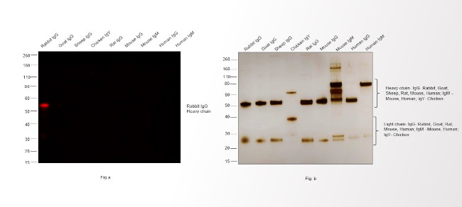 Rabbit IgG (H+L) Highly Cross-Adsorbed Secondary Antibody in Western Blot (WB)