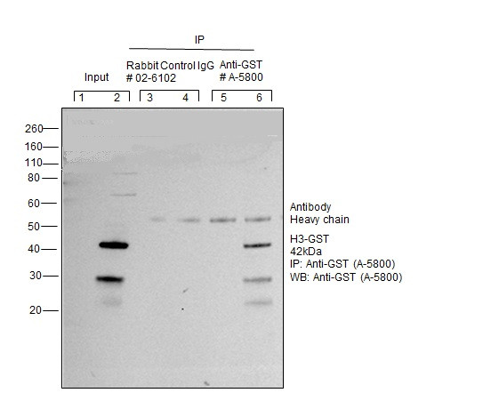 GST Tag Antibody in Immunoprecipitation (IP)