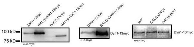 c-Myc-tag Antibody in Western Blot (WB)