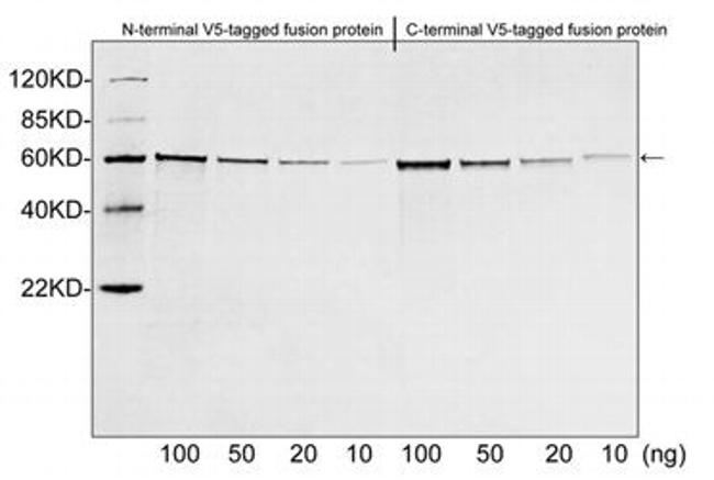 V5-tag Antibody in Western Blot (WB)