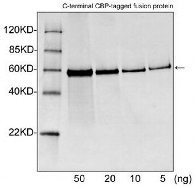 CBP-tag Antibody in Western Blot (WB)