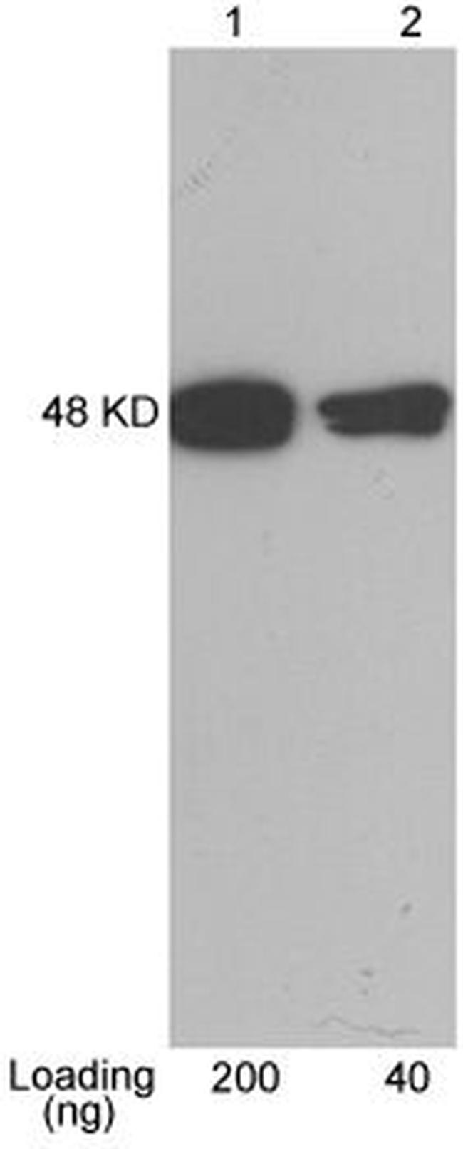 CBP-tag Antibody in Western Blot (WB)