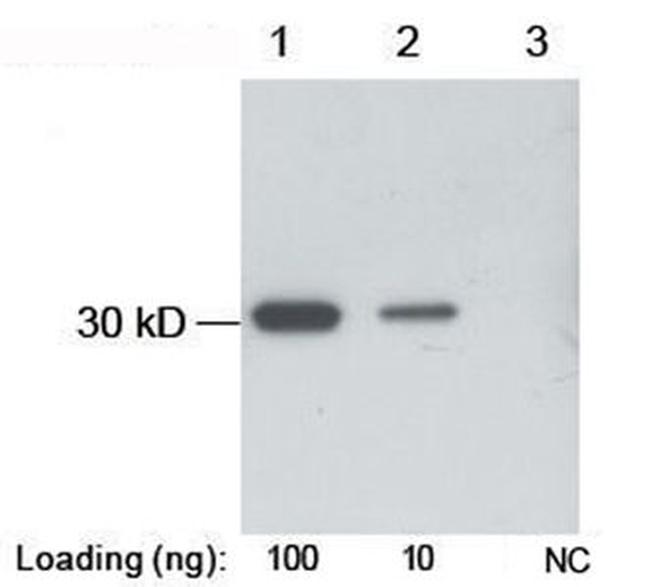 B-tag Antibody in Western Blot (WB)