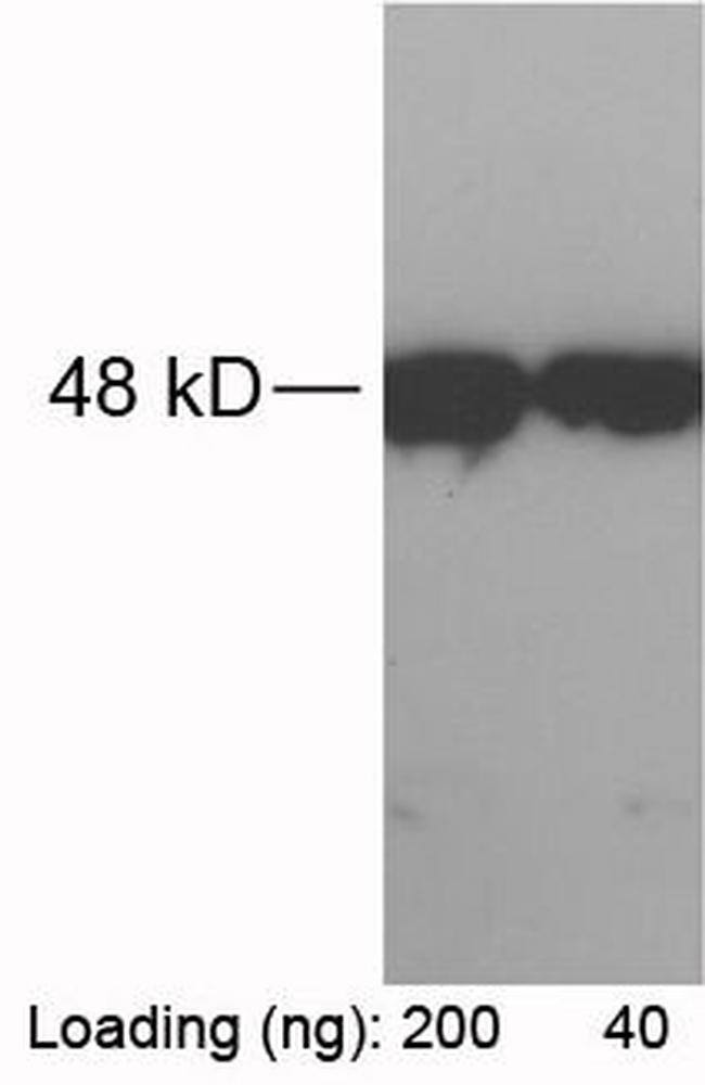 RFP-tag Antibody in Western Blot (WB)