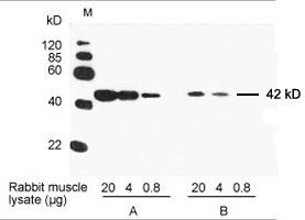 beta Actin Antibody in ELISA (ELISA)