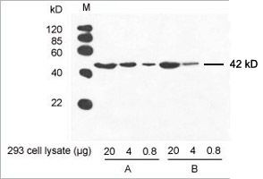 beta Actin Antibody in ELISA (ELISA)