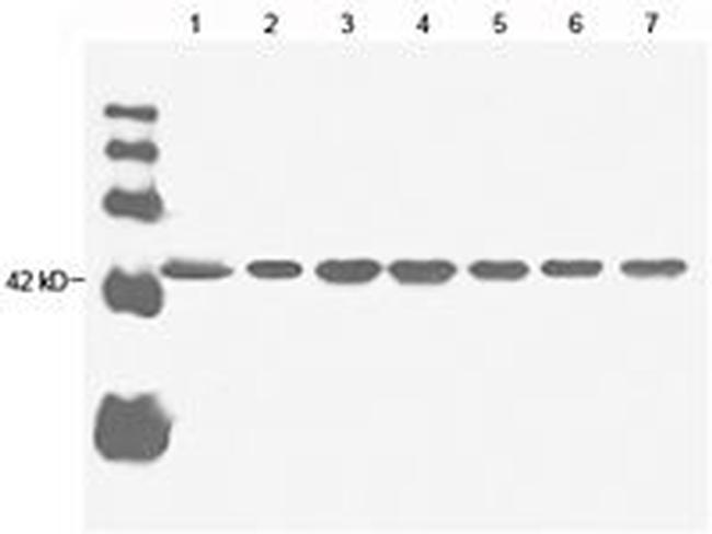 beta Actin Antibody in Western Blot (WB)