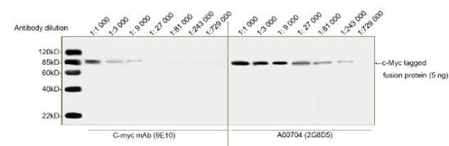 c-Myc Tag Antibody in Western Blot (WB)