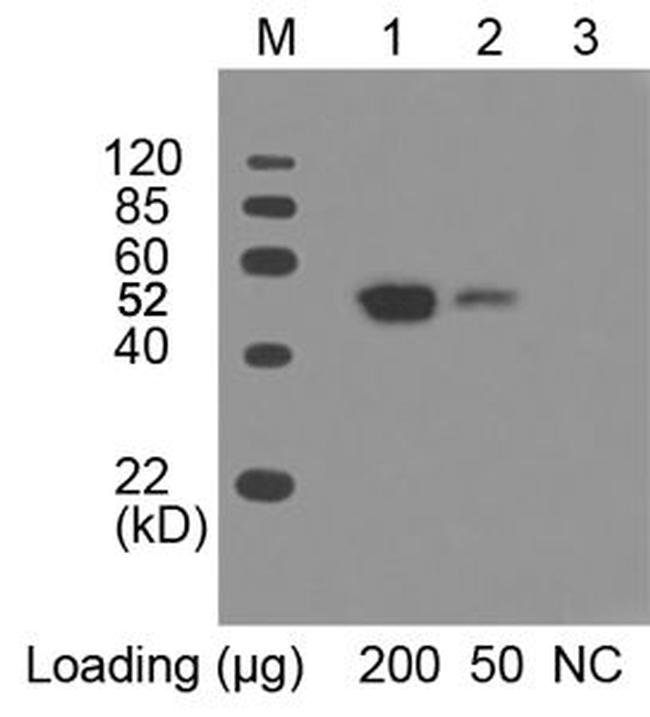 c-Myc Antibody in Western Blot (WB)