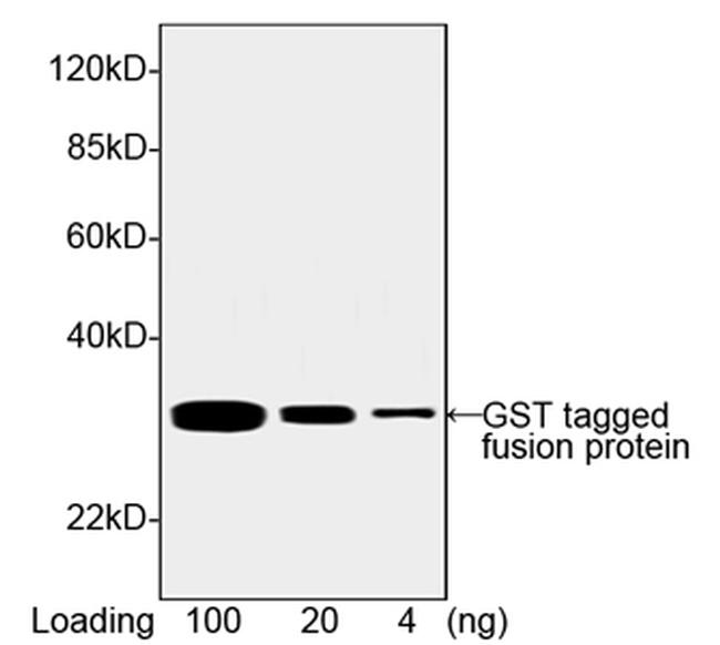 GST Antibody in Western Blot (WB)