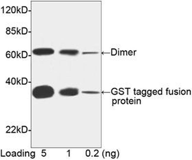 GST Antibody in Western Blot (WB)