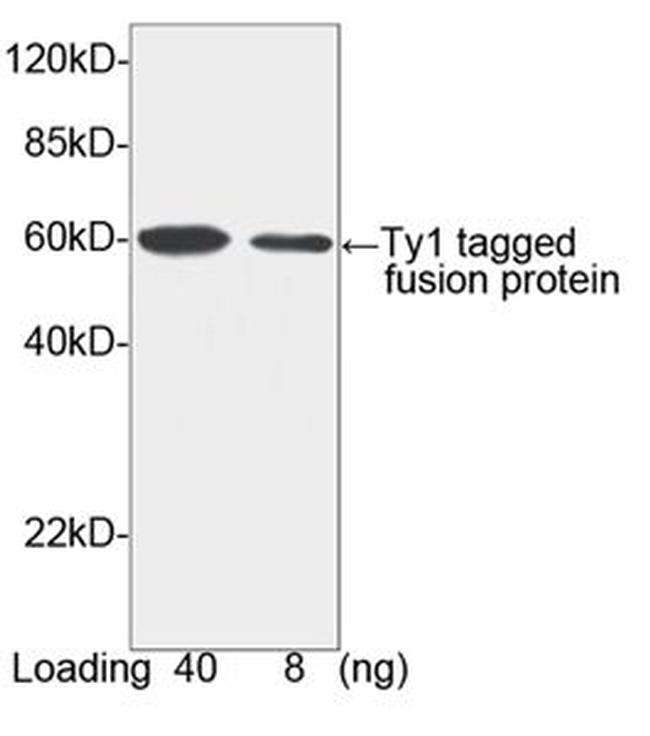 Ty1-tag Antibody in Western Blot (WB)