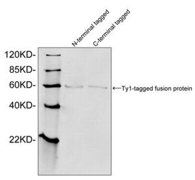 Ty1-tag Antibody in Western Blot (WB)