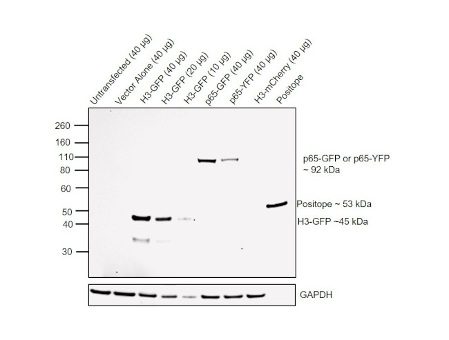 GFP Antibody