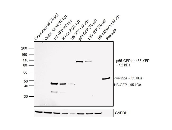 GFP Antibody in Western Blot (WB)